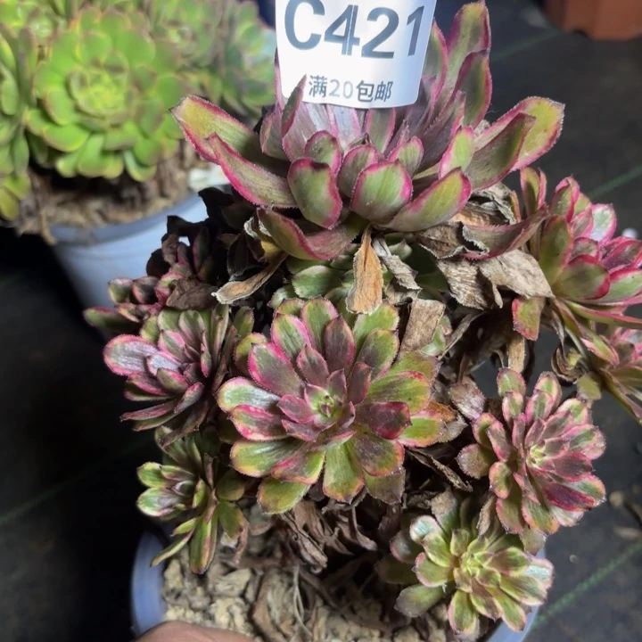 瑞妈多肉园艺421
