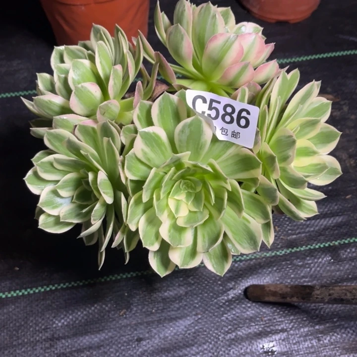 瑞妈多肉植物586