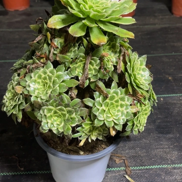 瑞妈多肉植物859