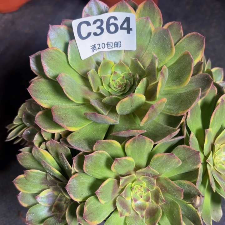 瑞妈多肉园艺364