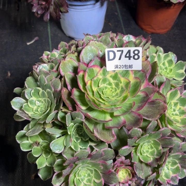 瑞妈多肉园艺748