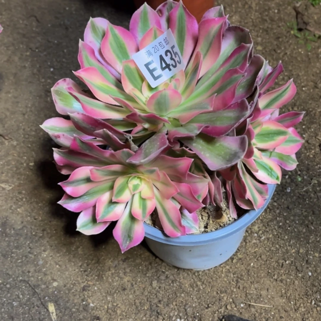 【闪购商品】周*芬多肉435