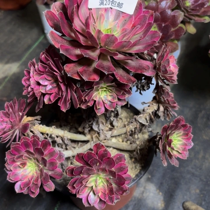 瑞妈多肉园艺162