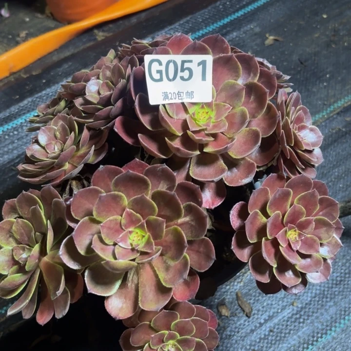 碎瑞妈多肉园艺051