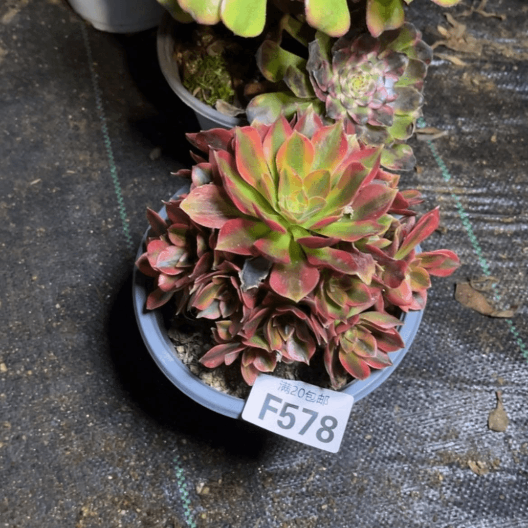 【闪购商品】多肉578