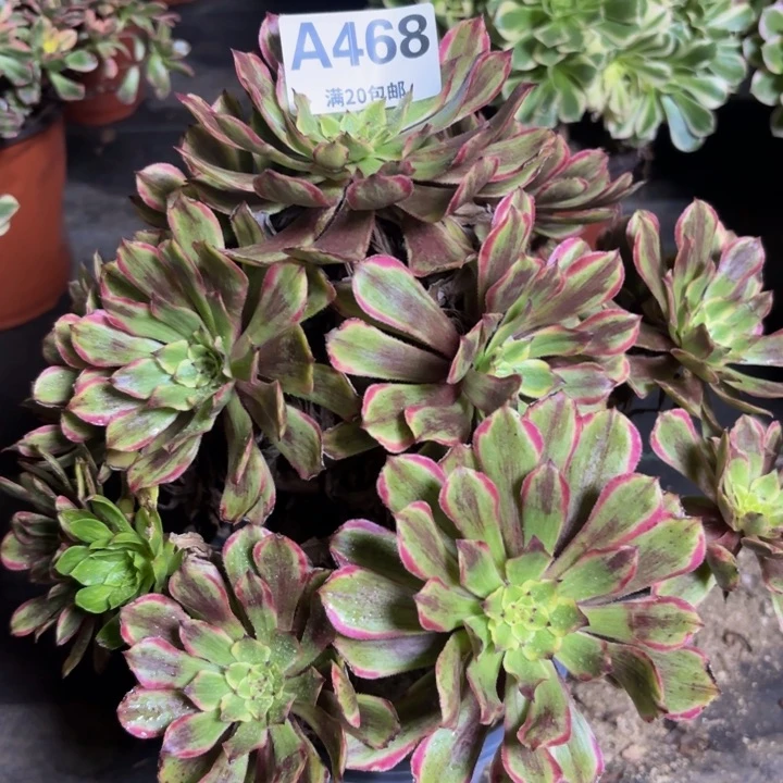 瑞妈多肉园艺468