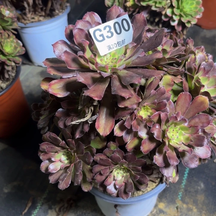 瑞妈多肉园艺300