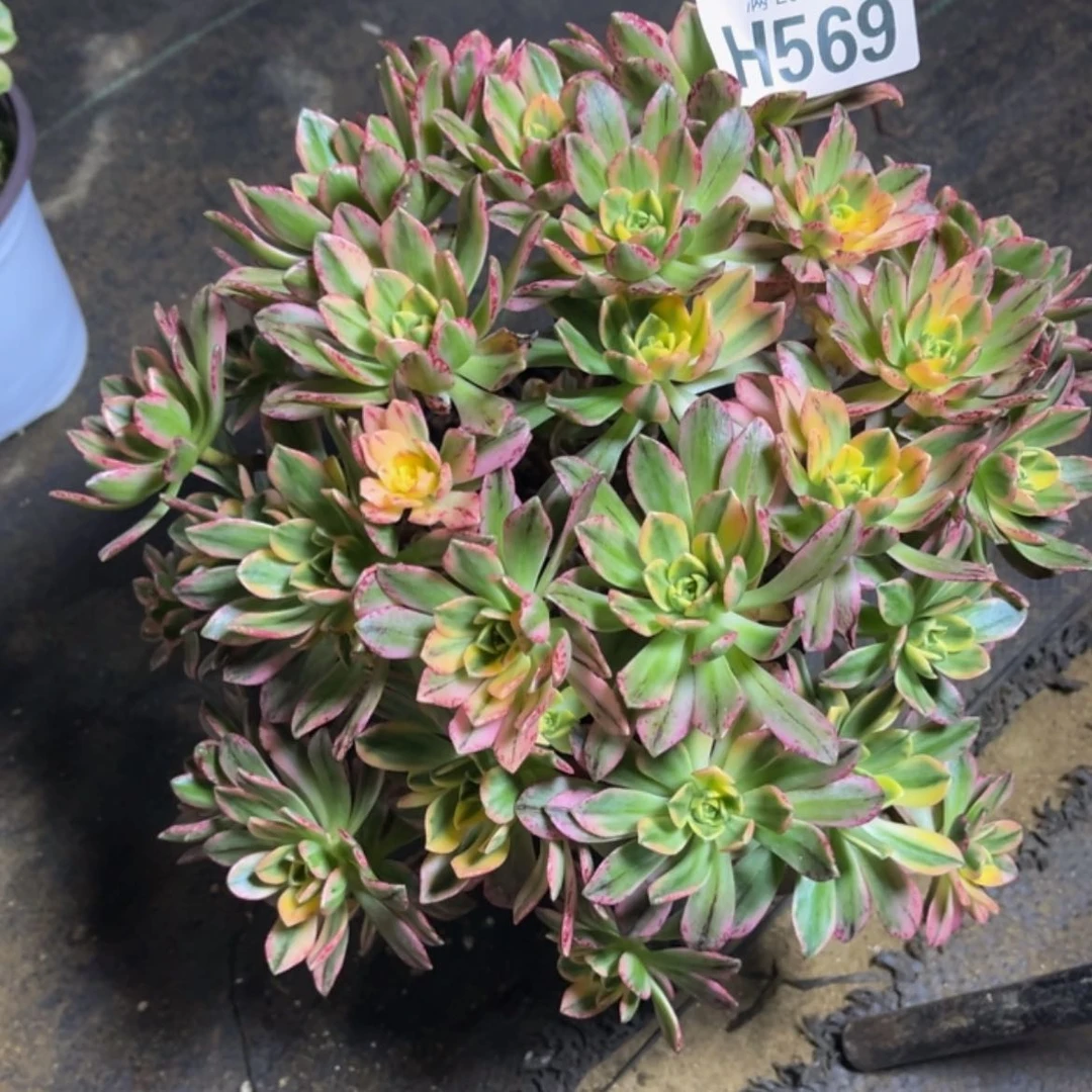 【闪购商品】多肉569