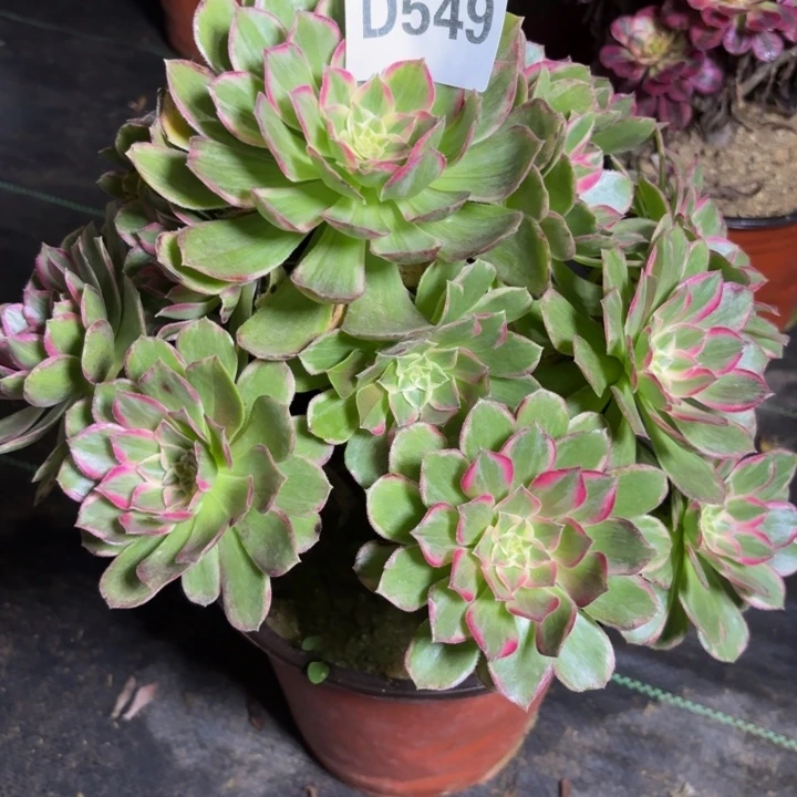 瑞妈多肉园艺549