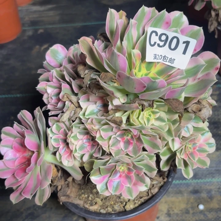 瑞妈多肉园艺901