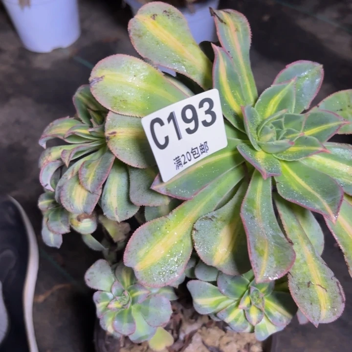 瑞妈多肉园艺193