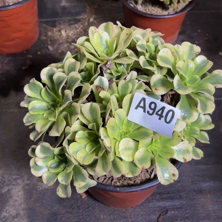 瑞妈多肉园艺940