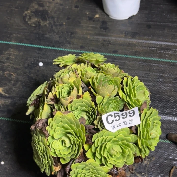 瑞妈多肉植物599