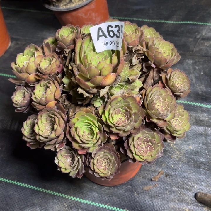 瑞妈多肉植物桃花石，