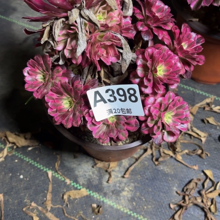 瑞妈多肉园艺398