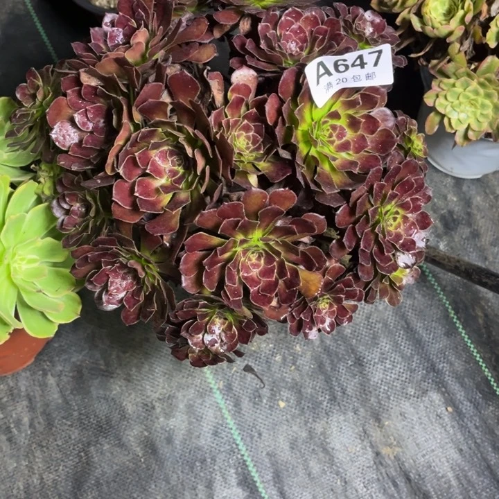 瑞妈多肉植物647