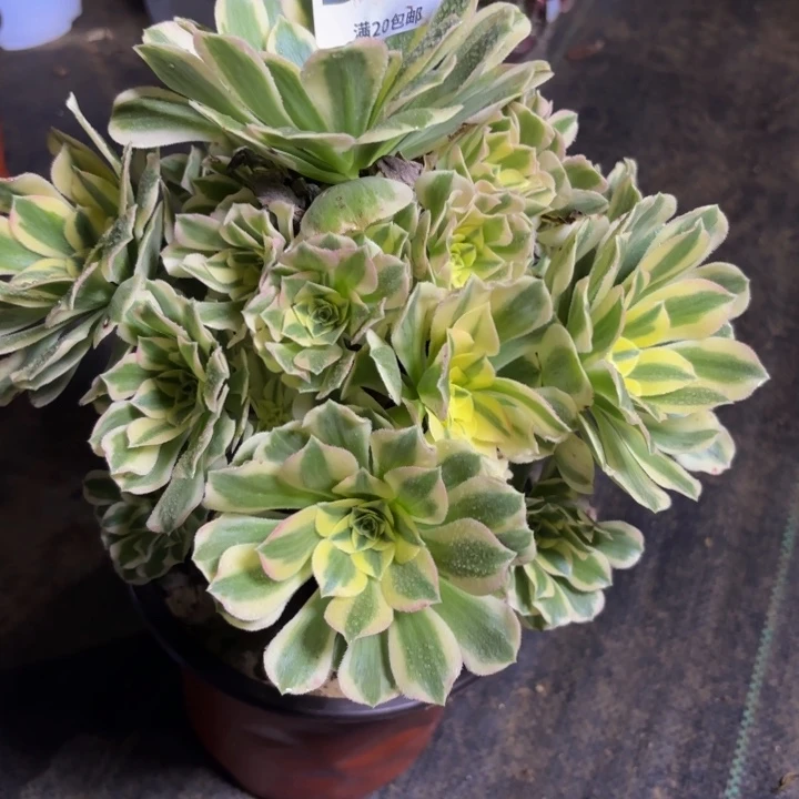 瑞妈多肉园艺629有断枝