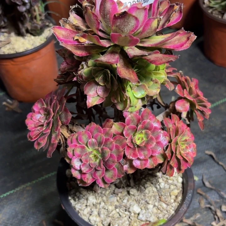 瑞妈多肉园艺 146