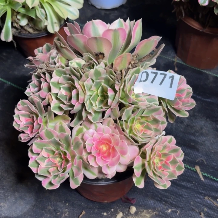 瑞妈多肉园艺771