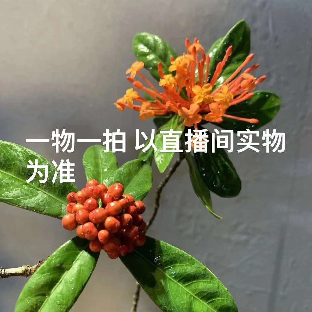 1-号-链-接   美观盆景一物一拍  以直播间实物为准