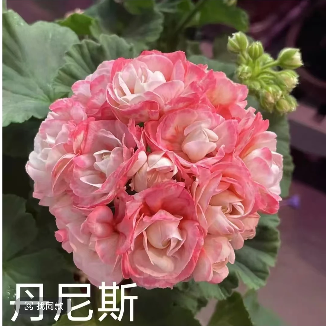 【丹尼斯碗（不带花苞）】直立天竺葵，碗系勤花品种，重瓣大花，包对版。