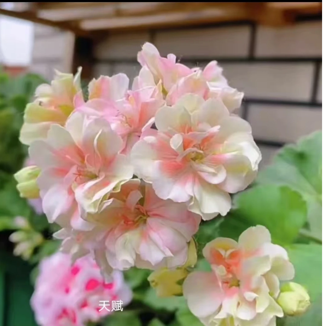 【天赋-直立天】粉色重瓣大花球，经典品种，中等株型老桩苗暂无花苞。