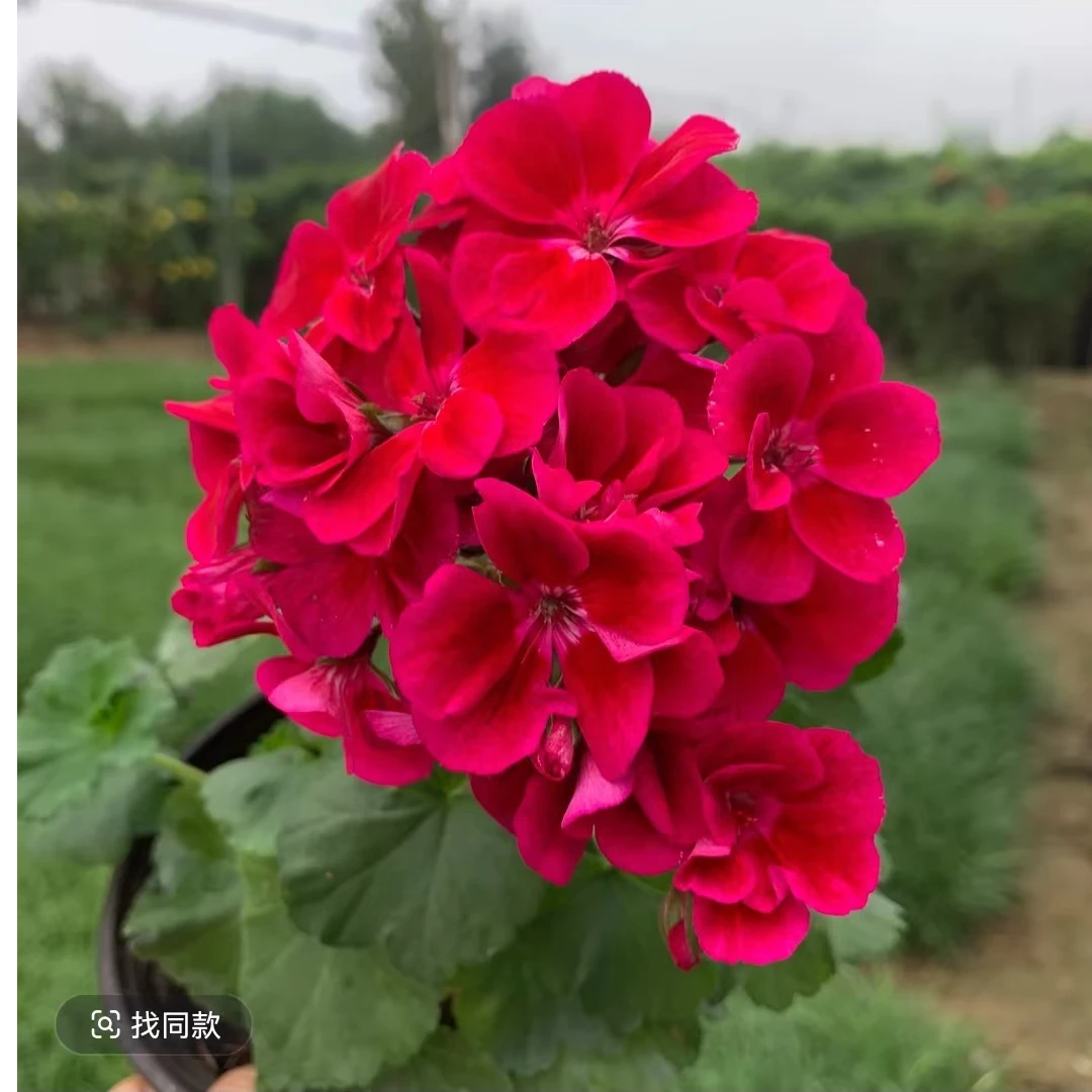 【天鹅绒（矮生勤花）】天竺葵现苗，深红色花瓣，耐热勤花，绿植包对版