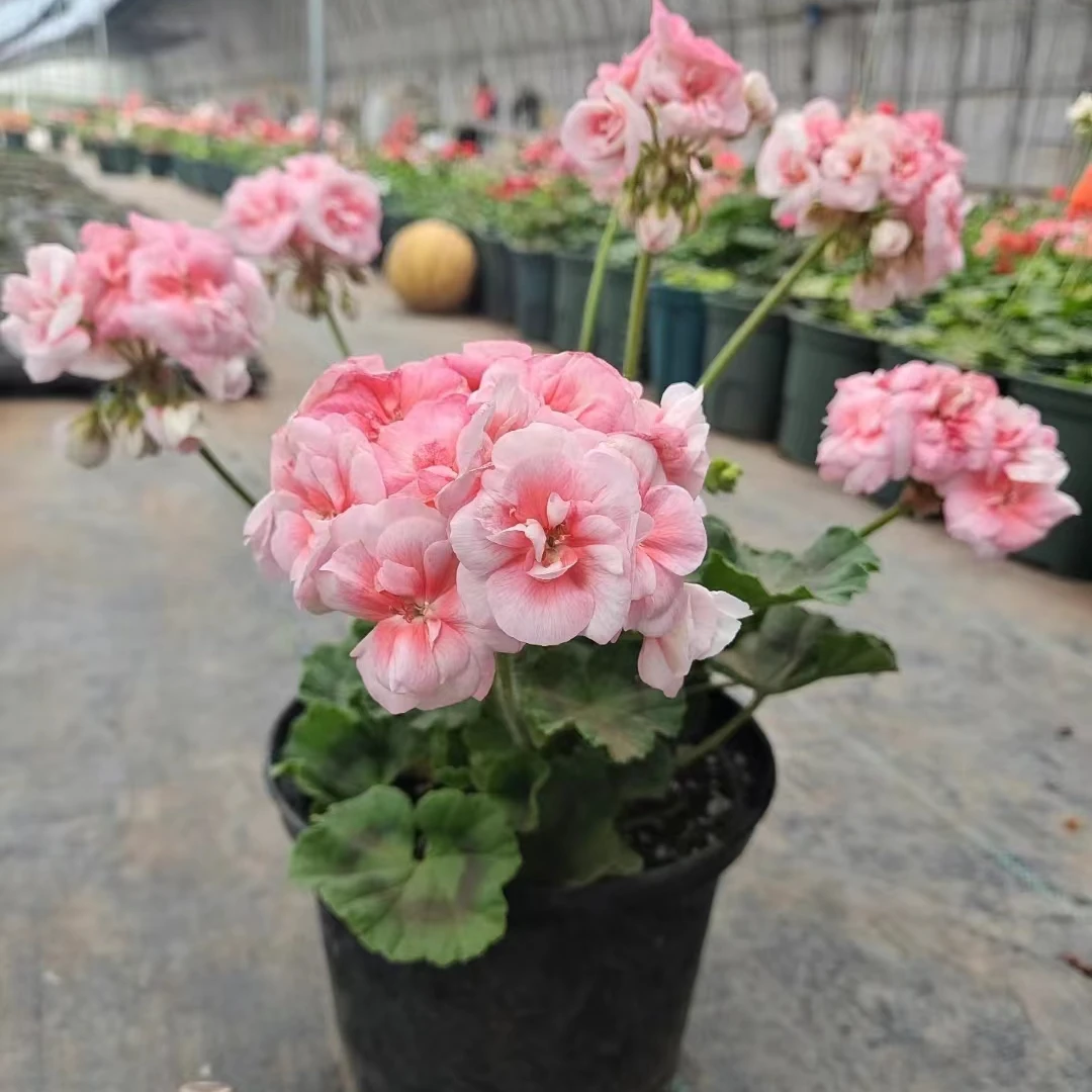 【公主（开花机器）-直立天竺葵】，勤花四季开花，绿植包对版