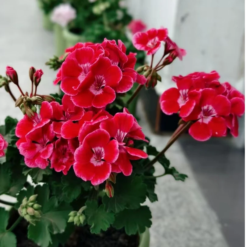 【红宝石（开花机器）】直立天竺葵，新手推荐，勤花好养品种，深红色