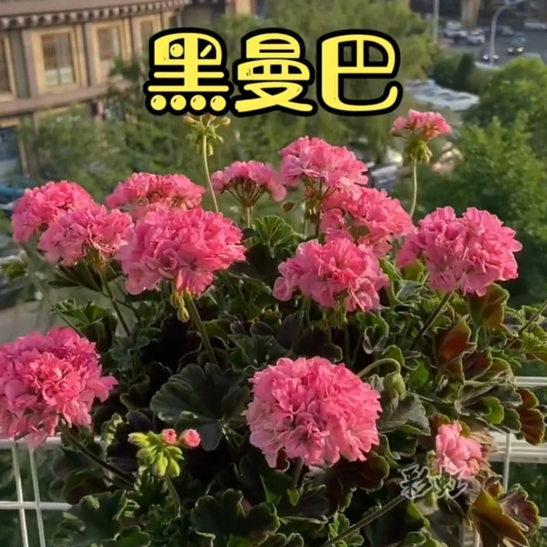 【黑曼巴（彩叶品种）-直立天竺葵】深咖色叶子粉色重瓣花，包对版绿植