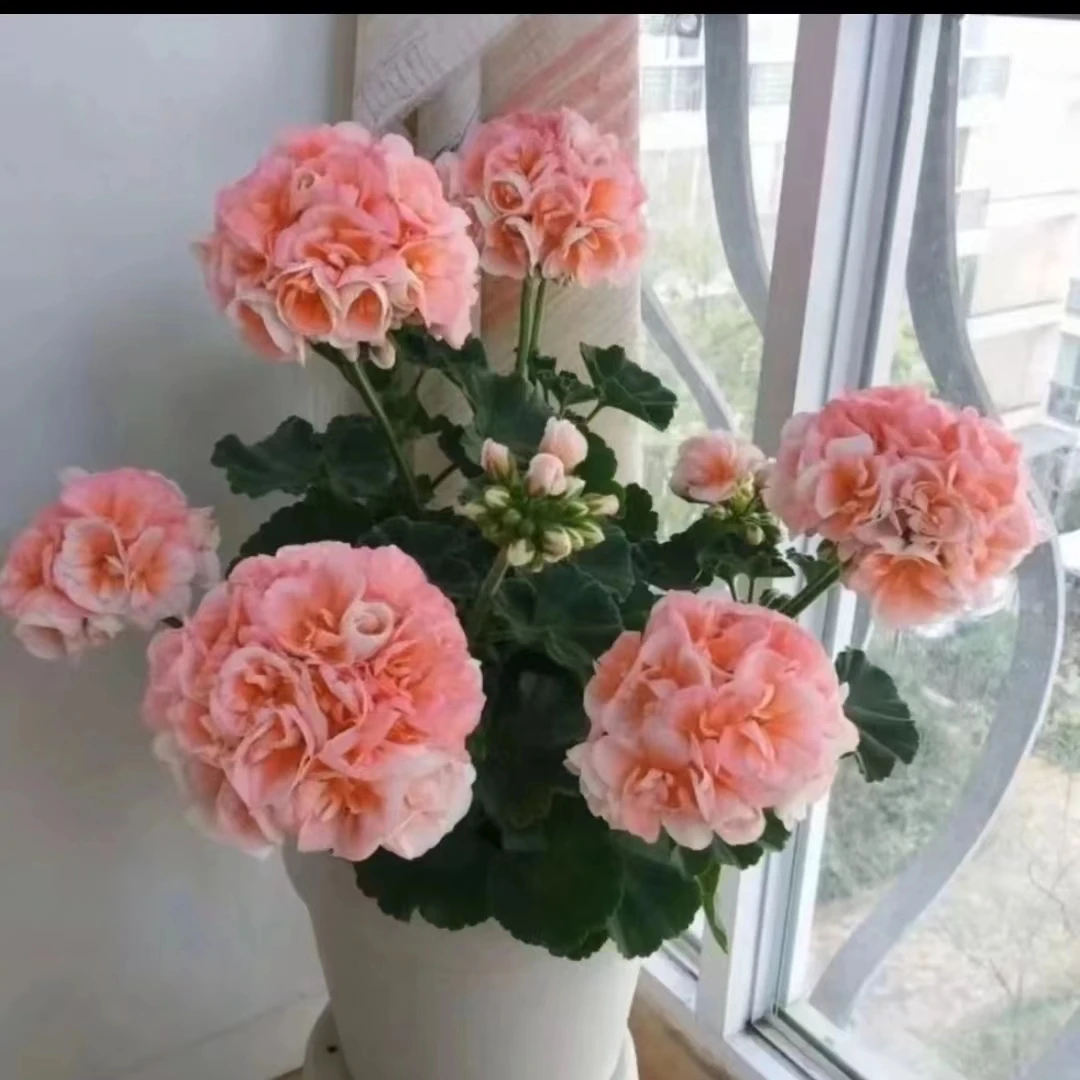 [小山宫（新手推荐）]-直立天竺葵，漂亮的鲑粉色，大花球，包对版