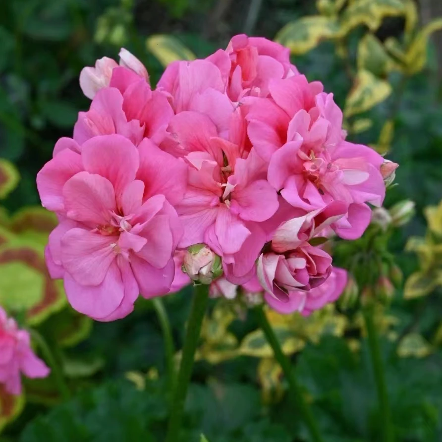 【本特（兽系勤花品种）】天竺葵耐热大花球，四季开花绿植