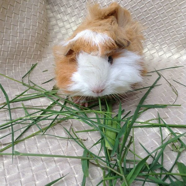 提摩西草籽种子猫尾草梯牧草兔子豚鼠荷兰猪宠物爱吃多年生牧草