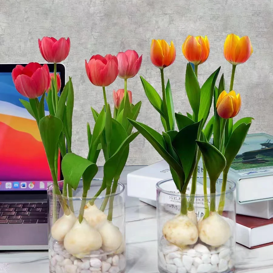 5度球荷兰郁金香种球包开花水培土培带芽品种齐全现在适种