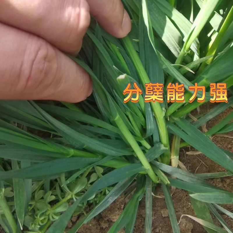 小麦豫园8号矮杆大穗高产抗病抗冻抗旱高产小麦品种种子推荐杭州
