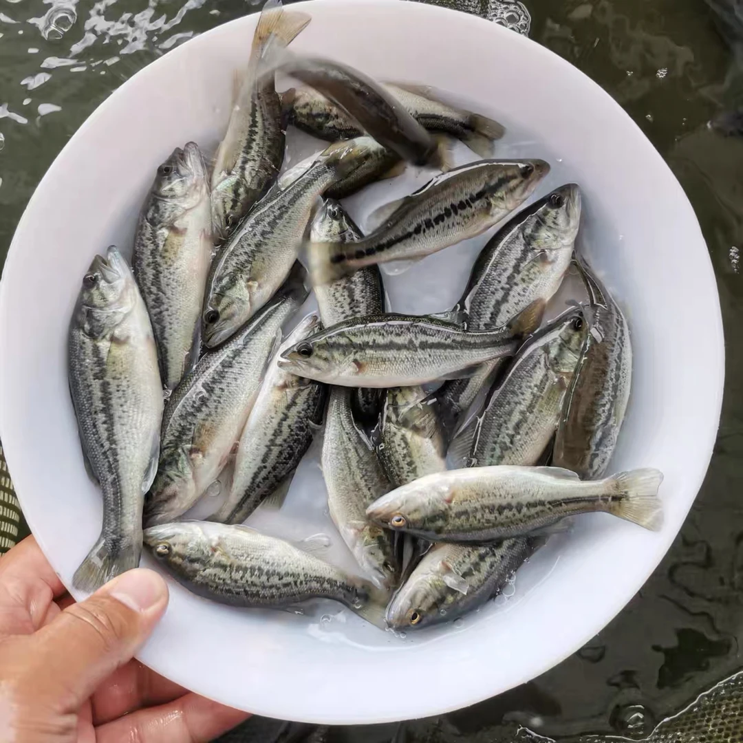 食用鲈鱼 加州鲈鱼 优鲈3号淡水加州鲈鱼广州发货