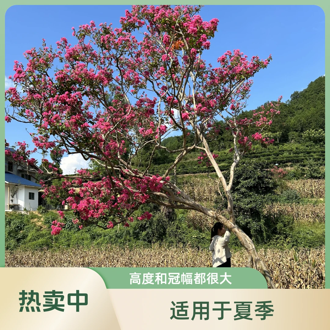 贵州原生红花老紫薇