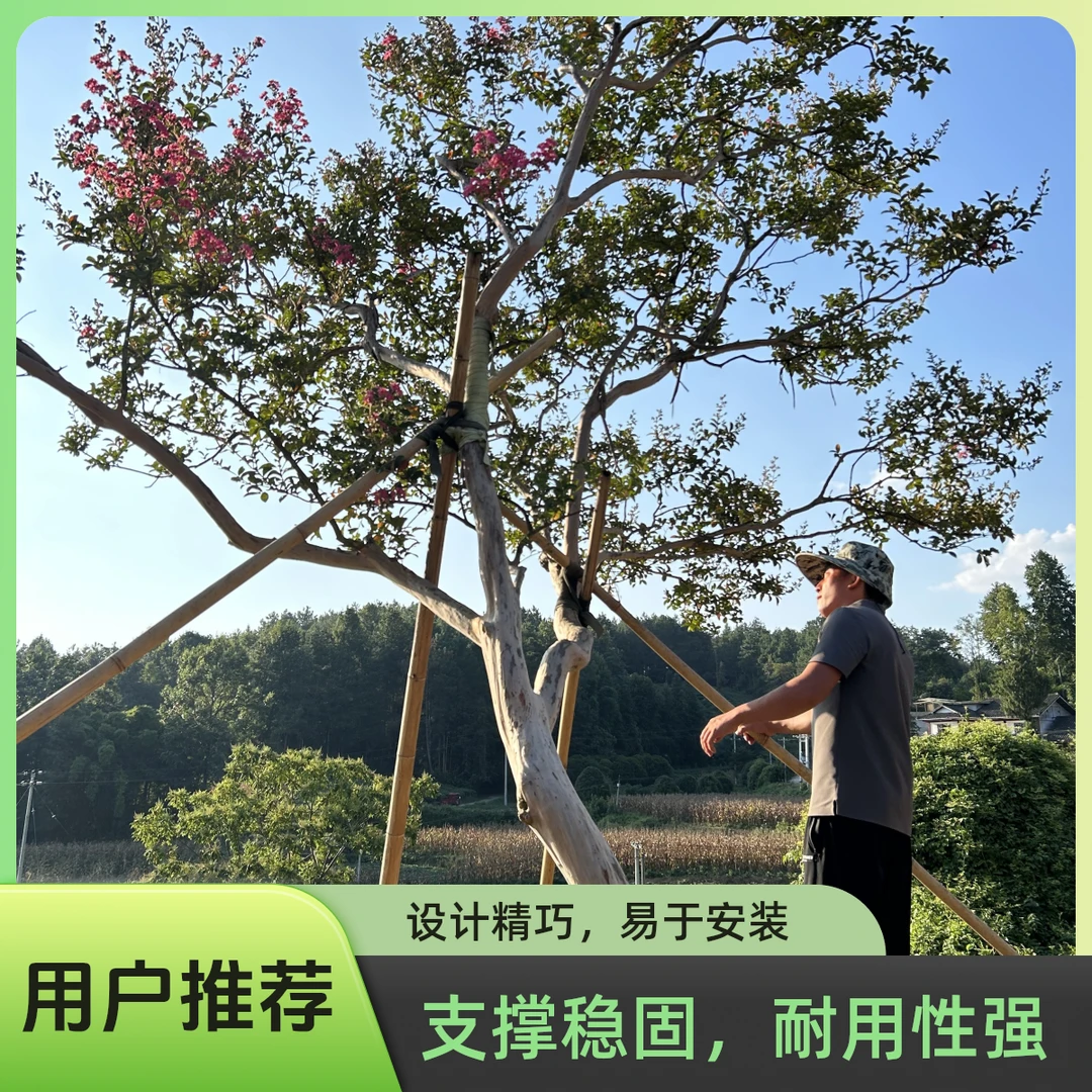贵州原生红花老紫薇