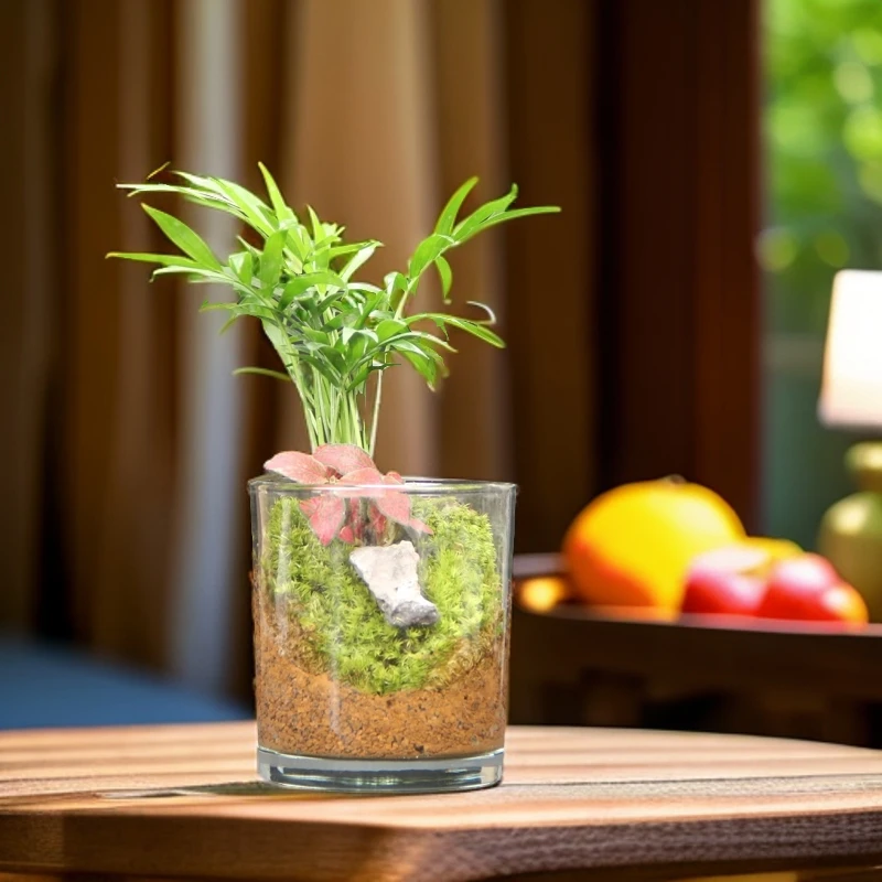 【嘉雨楼】迷你袖珍富贵椰子树绿植微景观生态8*10*生态微景观鱼缸