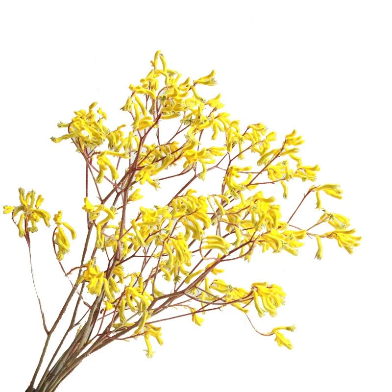 crackpot/狂想者永生花袋鼠爪ins自然diy干枝真花束客厅家居装饰