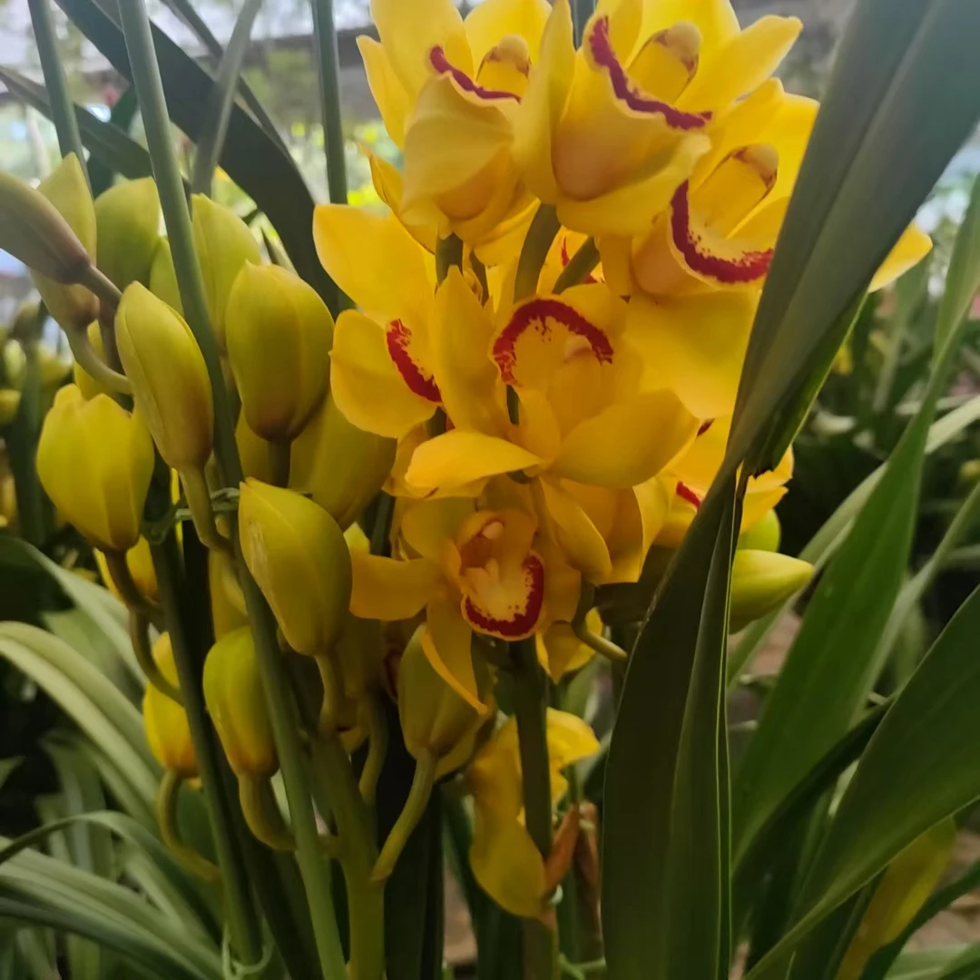 大花蕙兰——金玉满堂落地款金黄色花花昆明包邮送货上门