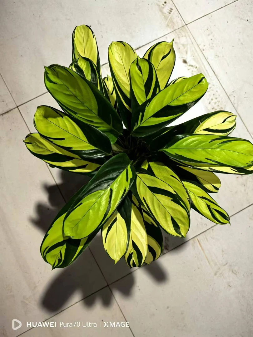 金梦竹芋  黄金观叶植物