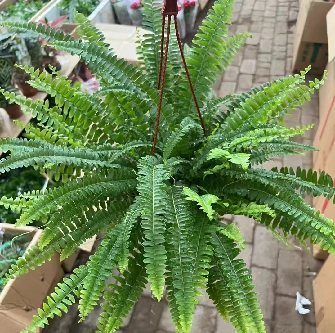 带挂钩马来蕨吊兰盆栽