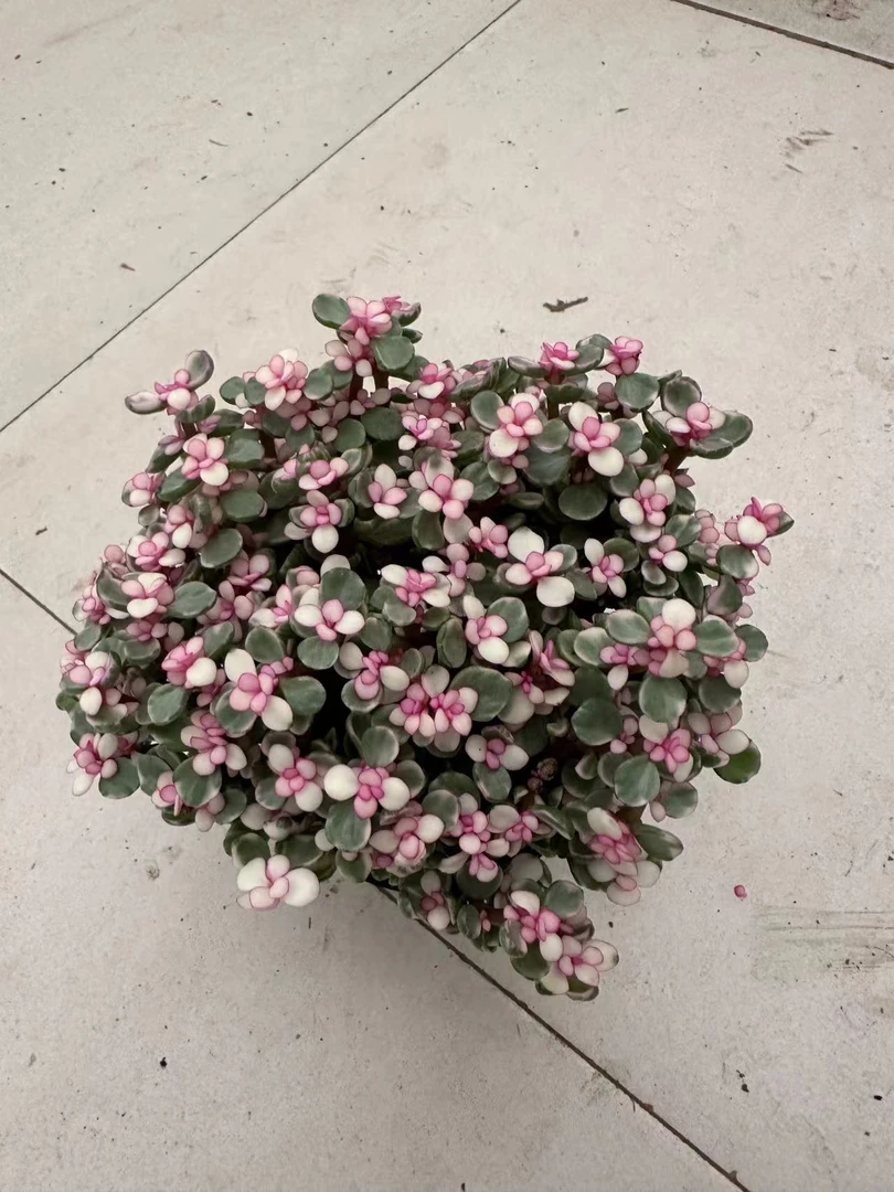 雅乐之舞 懒人绿植