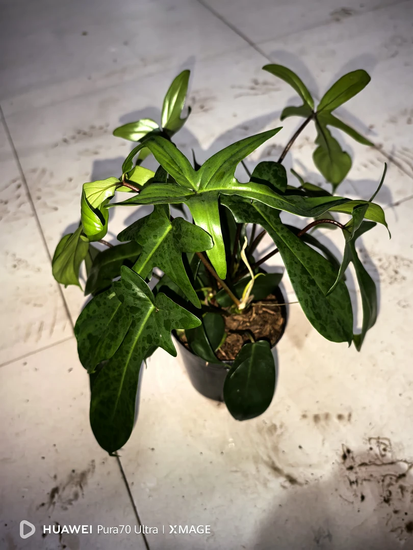 大飞机彩叶芋  网红绿植