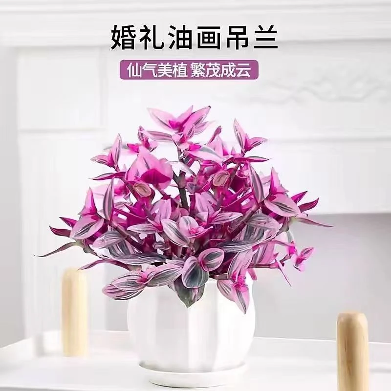 油画婚礼吊兰 室内阳台绿植