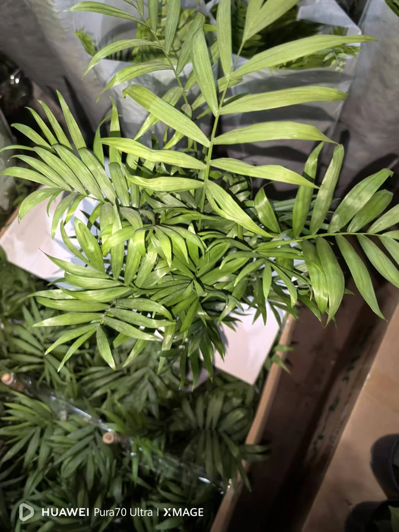 大盆袖珍椰子净化空气