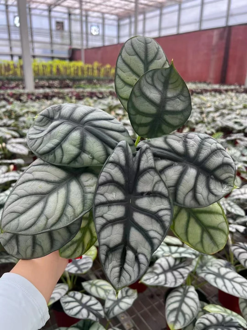 网红白犀牛 海芋盆栽