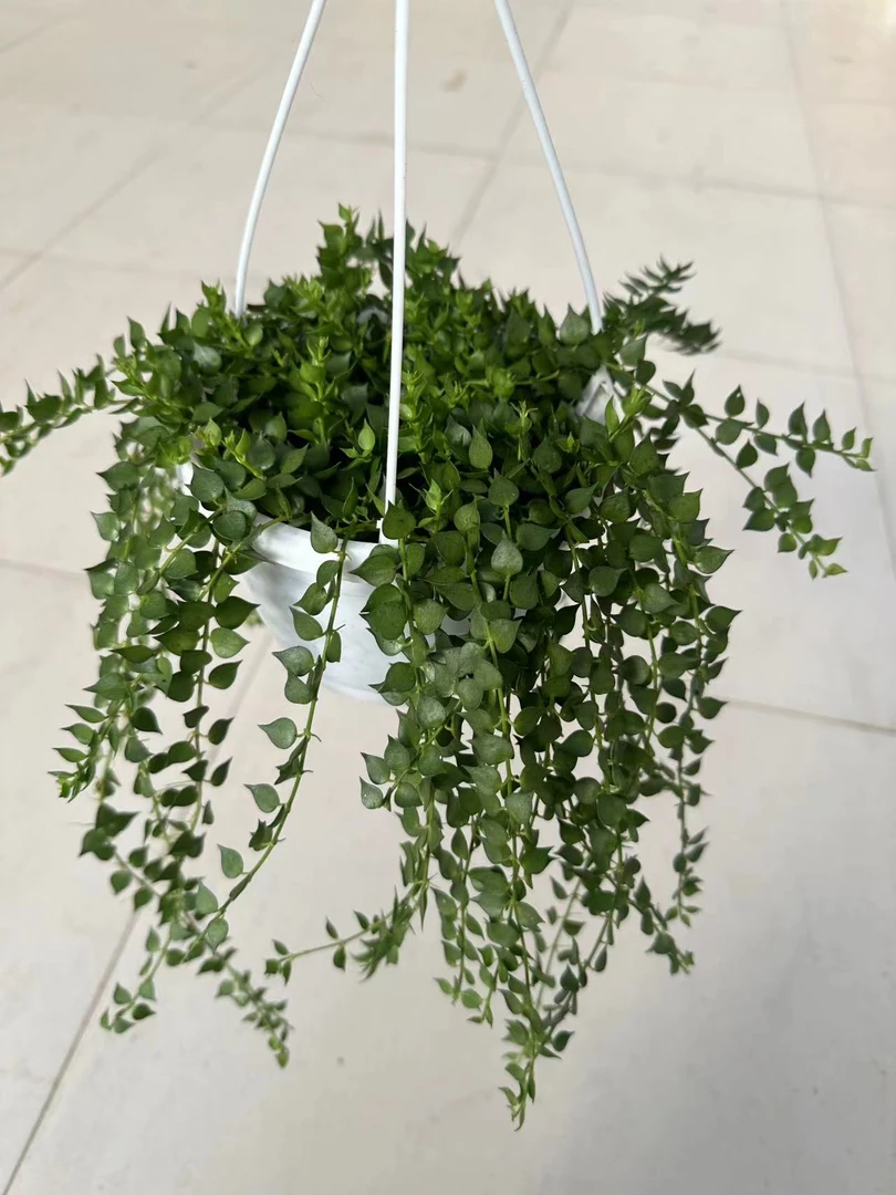 百万心 心形吊兰