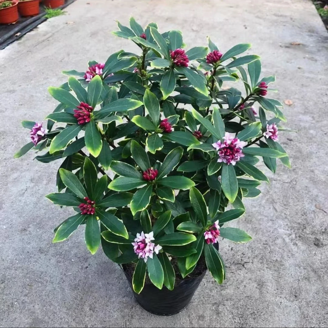 金边瑞香盆栽老桩耐寒植物浓香型